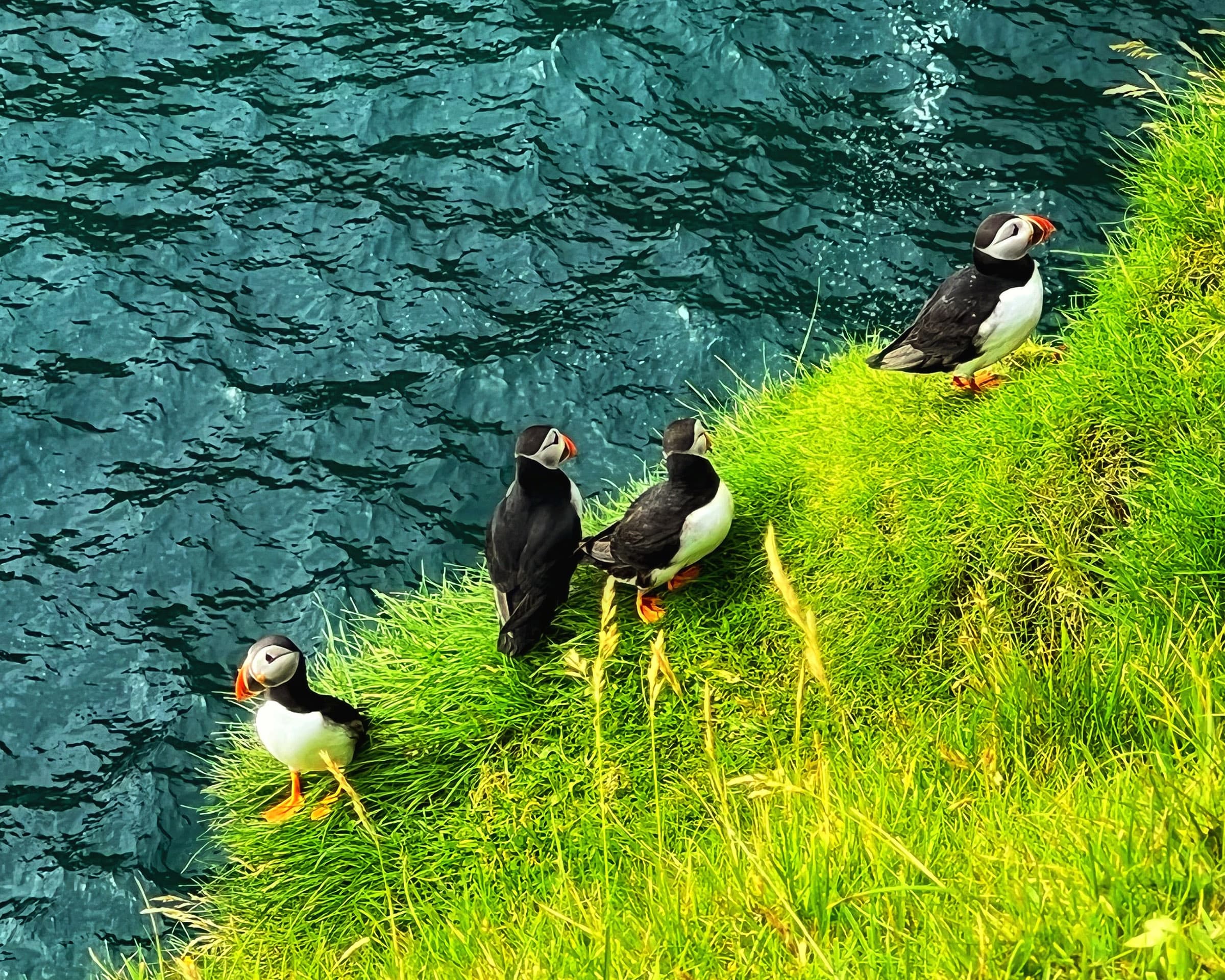 Close puffins in the Faroe Islands