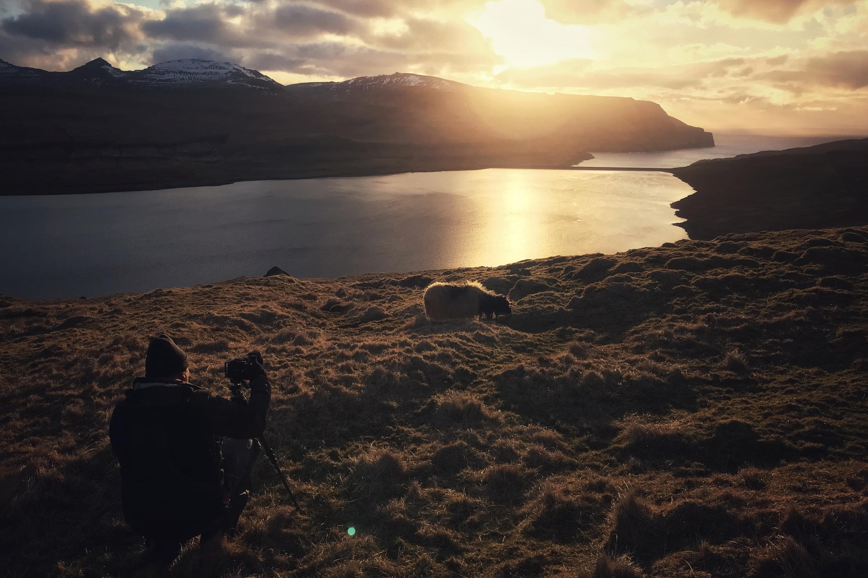 Sheep and landscape in the Faroe Islands