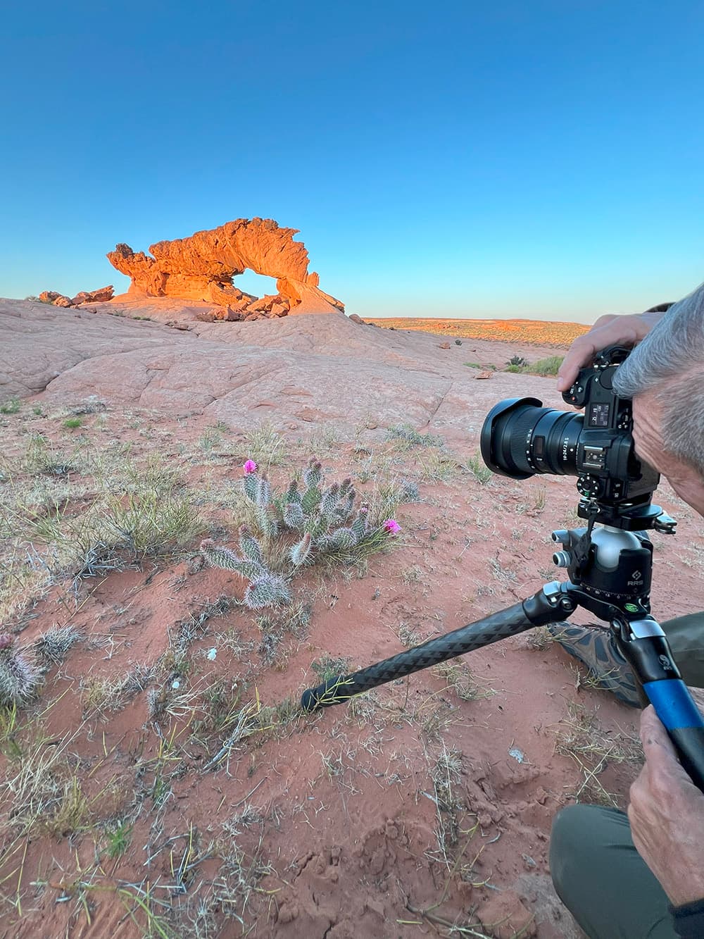 Low tripod composition with desert wildflowers and an arch